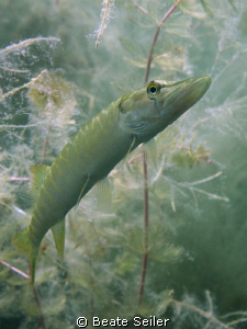 Juv. Pike by Beate Seiler 